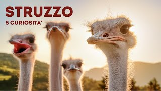 STRUZZO 5 CURIOSITA  quotTutto Quello che Devi Sapere in 100 Secondiquot [upl. by Dehlia]