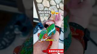 Secrets of Chameleons Revealed😯 chameleon facts colors [upl. by Grochow]