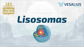 LISOSOMAS [upl. by Magocsi]