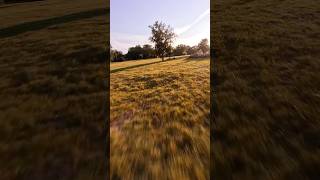 Having some fun with the weekend dizzies fpvdrone fpvlife gopro13 goprofpv cinematicfpv fpv [upl. by Jahdal]