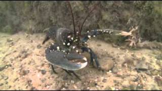 Diving the Rosalie Weybourne North Norfolk  With Seasearch East [upl. by Copland]