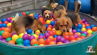 TOP 10 Beagle Dog Parties Ft Louie amp Marie [upl. by Aaronson]