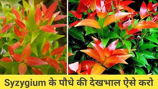 How to grow and care Syzygium plant [upl. by Subocaj]