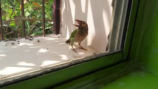 Brown headed barbet call [upl. by Chelsie]