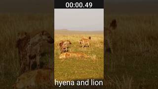 Heyna and lion hyena or lion juddho laga our jebra ne ake lion ko basa liya animals [upl. by Aryamoy]