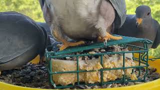 Band tailed pigeons at the feeder birds birdfeeding wildlife pigeon [upl. by Nilyac485]