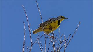 Meadowlarks Ringtone  Animal Ringtones [upl. by Myrtle]