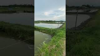 Walking at pilapil fish farm sideMusic echoe with singing birds [upl. by Edrick968]