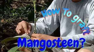 How to Graft Mangosteen using Two Different Techniques [upl. by Noram585]