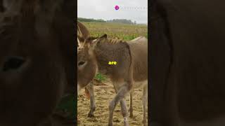 Did you know these facts about Donkeys [upl. by Mobley]