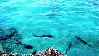 Feeding the Tarpon in Grand Cayman [upl. by Ahsekram]