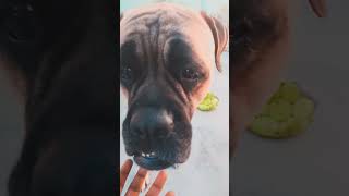 her reaction 😳 😳 😳 Eva the bullmastiff on chand wala mukhda 🤣shorts evathebullmastiff dogshorts [upl. by Esorrebma]