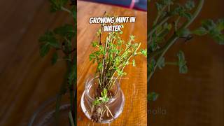 Grow Mint without soil పుదినచెట్టు [upl. by Araminta]