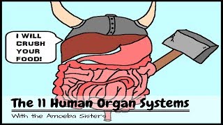 OLD VIDEO Human Body Systems The 11 Champions [upl. by Nayek]