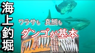 ワラサも 真鯛も ダンゴが基本・・・10月24日、海上釣り掘まるやで釣り仲間と釣り…この日は何故か、市販のダンゴで入れ食い状態。久しぶりにワラサの強い引きを、何度も堪能出来ました。 [upl. by Archle]