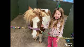 Klippning av häst klippning cuthair horses ponny shetlandsponny ride farmlife horselife [upl. by Ecyac]