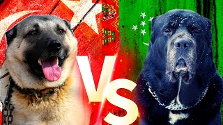 Turkish Kangal Vs Alabay Alabai Vs Sivas Kangal Cinsi Köpekleri 4K alabay kangal köpek [upl. by Jemma526]