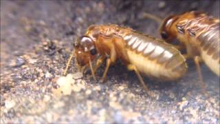 Macrotermes Termites [upl. by Dessma]