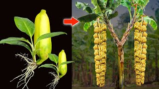 Simply Fastest Growing Banana Fruit to Many Banana Tree  Grafting Banana Tree  Banana Propagation [upl. by Anivol]