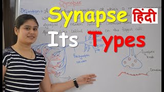 Synapse Physiology in Hindi  Types  Classification of synapse  Functions [upl. by Enymsaj]