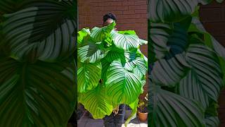 Calathea Orbifolia [upl. by Enisamoht]