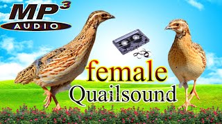 Coturnix quail soundsfemale quail soundsBatair hunting TV [upl. by Siriso]