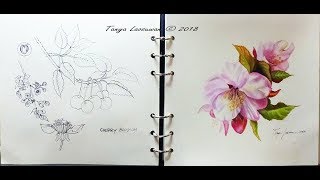 Cherry Blossom  Botanical Study in Sketch amp Watercolor [upl. by Angelita]