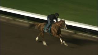 WORKOUT California Chrome 1417 [upl. by Aniraad381]