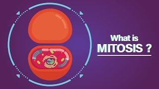 What is Mitosis [upl. by Erminna774]