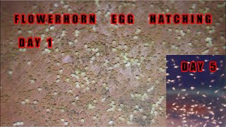 Flowerhorn Egg hatching [upl. by Danice170]