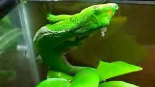 Giant Day Gecko [upl. by Radman]