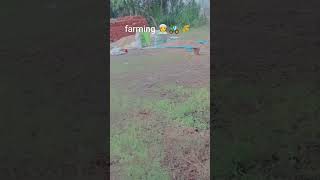 Jamidar new whatsapp status short video farmer farming nature agriculture [upl. by Aisset]