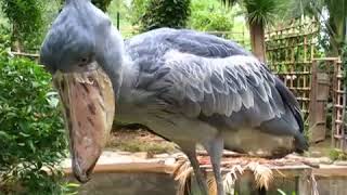 Shoebill storks make some strange noises [upl. by Retnuh806]