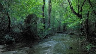 Musica Rilassante Con Suoni Di Ruscello Per Calmare La Mente [upl. by Ahsenik]