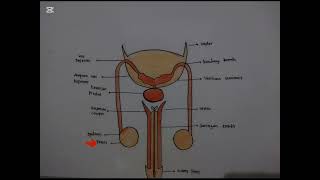 Organ Reproduksi Manusia [upl. by Namara1]