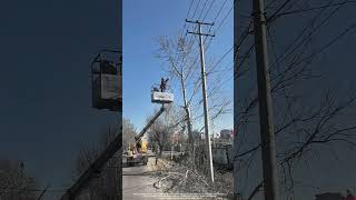 Process Of Cutting Trees Under HighVoltage Lines [upl. by Jakoba]