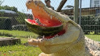 Crocodile bites head What would happen [upl. by Eecyal]