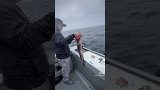 Fishing Alaska Ling Cod alaska shorts viral fishing fish shortvideo [upl. by Aicineohp]