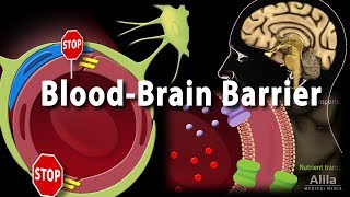 Blood Brain Barrier Animation [upl. by Josefina]