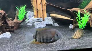 75 gallon cichlid community Mad Zach tank 3 [upl. by Misty179]