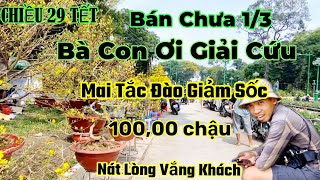 29 Tết Chỉ bán chưa được 13 Giá giảm lắm rồi vắng khách quá Công Viên Lê Văn Tám Quân 1 [upl. by Slein]