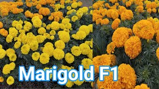 Marry Gold F1  Orange Golden Yellow Flowers  Winter Season Flowers [upl. by Schertz564]