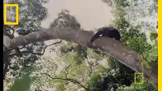 Chimps Hunting in Trees  National Geographic [upl. by Eelame931]