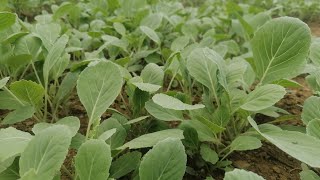 नर्सरी व्याडमा फुलगोवी र पातगोवीको बेर्नाहरु seedlings growing on nursery bad [upl. by Krause]