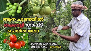 ആനചുണ്ടയിൽ തക്കാളി ഗ്രാഫ്ട് ചെയ്താലോ  Tomato Grafting on Brinjal Chunda  Eggplant [upl. by Lux159]