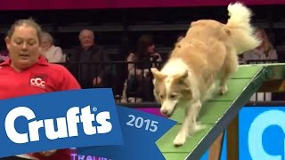 Agility  Crufts Team  Large Final  Crufts 2015 [upl. by Sherman]