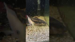 Feeding a 125G Mbuna Cichlid Tank [upl. by Jak337]