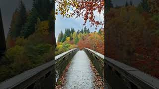 Autumn at Pitlochry nature autumn youtubeshorts travel traveling shorts shortvideo viral [upl. by Merete]