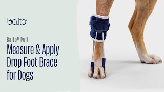 How To Measure and Apply a Dropfoot Brace on Dog [upl. by Clio658]