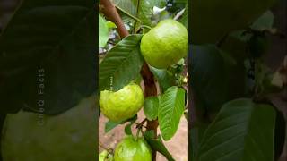 How to Grow Guava at Home Using Unique Technique plants shorts farming [upl. by Augustine]